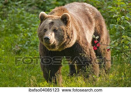 Brown Bear (Ursus arctos), captive, Bavarian Forest National Park, Bavaria, Germany, Europe View Large Photo Image Stock Image - Brown Bear (Ursus arctos), captive, Bavarian Forest National Park, Bavaria, Germany, Europe. Fotosearch