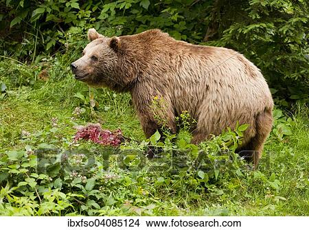 Brown Bear (Ursus arctos) with prey, captive, Bavarian Forest National Park, Bavaria, Germany, Europe View Large Photo Image Picture - Brown Bear (Ursus arctos) with prey, captive, Bavarian Forest National Park, Bavaria, Germany, Europe. Fotosearch