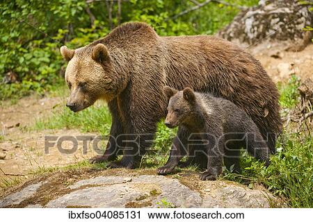 Brown Bears (Ursus arctos), adult female with cub, captive, Bavarian Forest National Park, Bavaria, Germany, Europe View Large Photo Image Stock Image - Brown Bears (Ursus arctos), adult female with cub, captive, Bavarian Forest National Park, Bavaria, Germany, Europe. Fotosearch