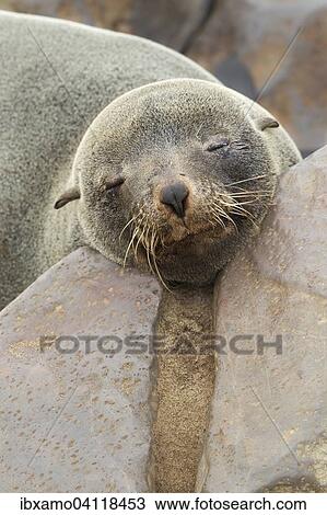 Brown Fur Seal (Arctocephalus Pusillus) adult animal between a rock, Cape Cross, Skeleton Coast, Namibia, Africa View Large Photo Image Stock Image - Brown Fur Seal (Arctocephalus Pusillus) adult animal between a rock, Cape Cross, Skeleton Coast, Namibia, Africa. Fotosearch