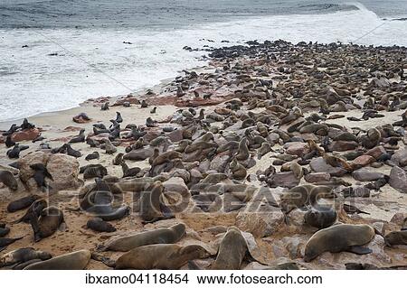 Picture - Brown Fur Seal colony (Arctocephalus Pusillus) resting along the coast, Cape Cross, Skeleton Coast, Namibia, Africa. Fotosearch