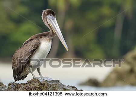 Brown pelican (Pelecanus occidentalis) on a rock in the sea, Manuel Antonio National Park, Costa Rica, North America View Large Photo Image Stock Photo - Brown pelican (Pelecanus occidentalis) on a rock in the sea, Manuel Antonio National Park, Costa Rica, North America. Fotosearch