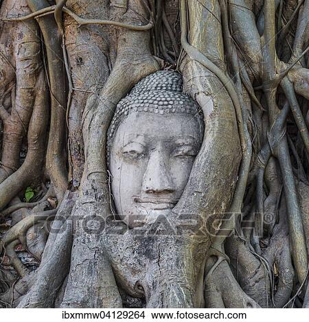 Buddha statue head ingrown in strangler fig roots (Ficus religiosa), Wat Mahathat, Ayutthaya, Central Thailand View Large Photo Image Picture - Buddha statue head ingrown in strangler fig roots (Ficus religiosa), Wat Mahathat, Ayutthaya, Central Thailand. Fotosearch