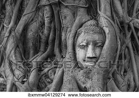 Picture - Buddha statue head ingrown in strangler fig roots (Ficus religiosa), Wat Mahathat, Ayutthaya, Central Thailand. Fotosearch