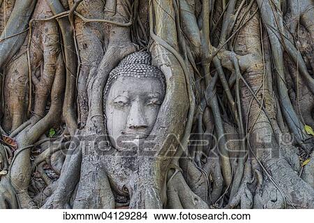 Buddha statue head ingrown in strangler fig roots (Ficus religiosa), Wat Mahathat, Ayutthaya, Central Thailand View Large Photo Image Picture - Buddha statue head ingrown in strangler fig roots (Ficus religiosa), Wat Mahathat, Ayutthaya, Central Thailand. Fotosearch