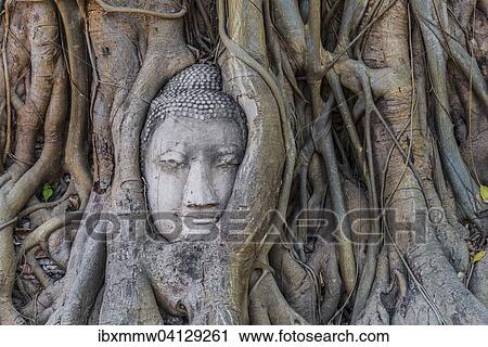 Buddha statue head ingrown in strangler fig roots (Ficus religiosa), Wat Mahathat, Ayutthaya, Central Thailand View Large Photo Image Stock Image - Buddha statue head ingrown in strangler fig roots (Ficus religiosa), Wat Mahathat, Ayutthaya, Central Thailand. Fotosearch
