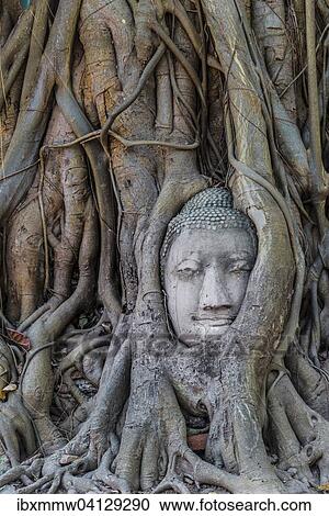 Stock Image - Buddha statue head ingrown in strangler fig roots (Ficus religiosa), Wat Mahathat, Ayutthaya, Central Thailand. Fotosearch