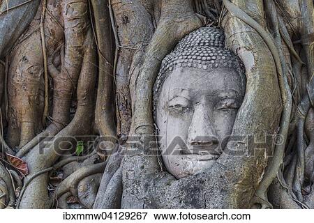 Buddha statue head ingrown in strangler fig roots (Ficus religiosa), Wat Mahathat, Ayutthaya, Central Thailand View Large Photo Image Stock Photo - Buddha statue head ingrown in strangler fig roots (Ficus religiosa), Wat Mahathat, Ayutthaya, Central Thailand. Fotosearch