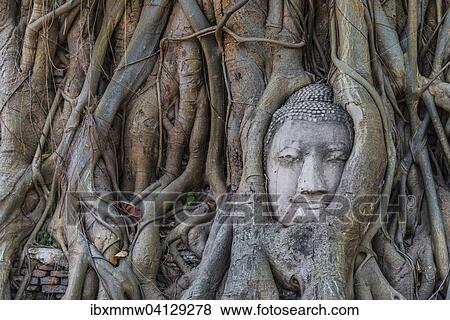 Stock Photo - Buddha statue head ingrown in strangler fig roots (Ficus religiosa), Wat Mahathat, Ayutthaya, Central Thailand. Fotosearch