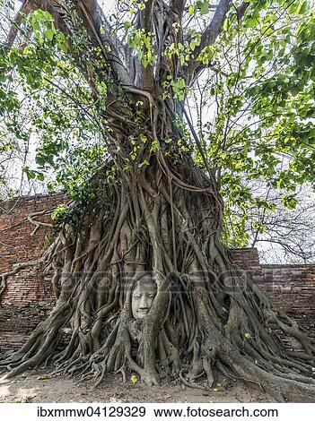 Buddha statue head ingrown in strangler fig roots (Ficus religiosa), Wat Mahathat, Ayutthaya, Central Thailand View Large Photo Image Stock Photo - Buddha statue head ingrown in strangler fig roots (Ficus religiosa), Wat Mahathat, Ayutthaya, Central Thailand. Fotosearch