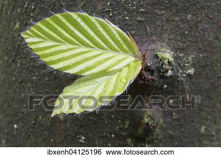 Budding leaves of the Common beech (Fagus sylvatica) on the tree trunk, Emsland, Lower Saxony, Germany, Europe View Large Photo Image Stock Photograph - Budding leaves of the Common beech (Fagus sylvatica) on the tree trunk, Emsland, Lower Saxony, Germany, Europe. Fotosearch