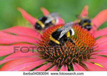 Buff-tailed bumblebees (Bombus terrestris) on Echinacea purpurea (Echinacea purpurea), North Rhine-Westphalia, Germany, Europe View Large Photo Image Picture - Buff-tailed bumblebees (Bombus terrestris) on Echinacea purpurea (Echinacea purpurea), North Rhine-Westphalia, Germany, Europe. Fotosearch