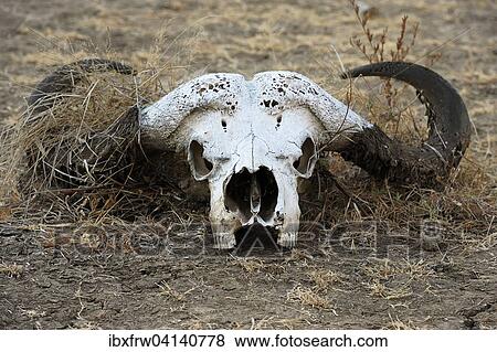 Stock Photo - Buffalo skull, African Buffaloes or Cape Buffaloes (Syncerus caffer), South Luangwa National Park, Zambia, Africa. Fotosearch