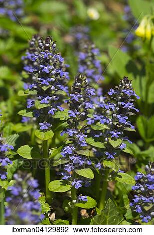 Bugleweed (Ajuga reptans), Burgenland, Austria, Europe View Large Photo Image Stock Image - Bugleweed (Ajuga reptans), Burgenland, Austria, Europe. Fotosearch