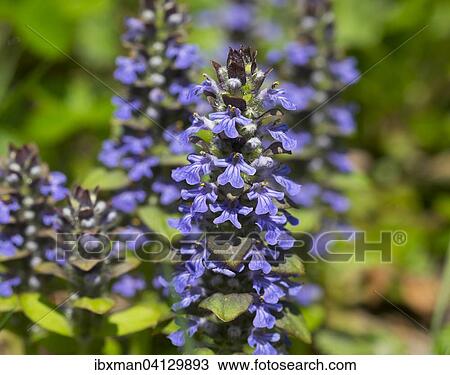 Bugleweed (Ajuga reptans), Burgenland, Austria, Europe View Large Photo Image Stock Image - Bugleweed (Ajuga reptans), Burgenland, Austria, Europe. Fotosearch