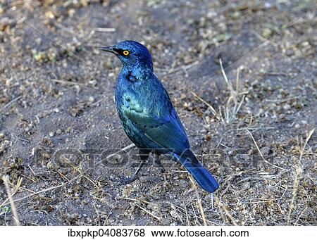 Burchell's Starling or Burchell's Glossy-starling (Lamprotornis australis), Kruger National Park, South Africa, Africa View Large Photo Image Stock Photo - Burchell's Starling or Burchell's Glossy-starling (Lamprotornis australis), Kruger National Park, South Africa, Africa. Fotosearch