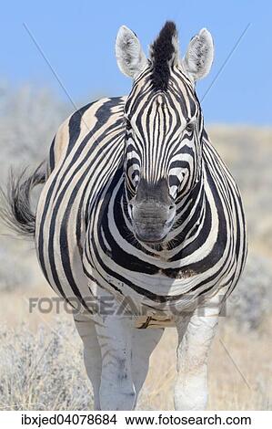 Picture - Burchell's zebra (Equus burchelli), standing, Etosha National Park, Namibia, Africa. Fotosearch