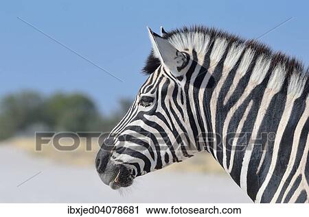 Stock Image - Burchell's zebra (Equus burchelli), closeup of the head, Etosha National Park, Namibia, Africa. Fotosearch