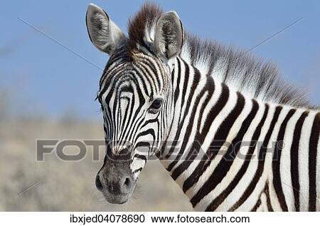 Burchell's zebra (Equus burchelli), closeup of a foal, Etosha National Park, Namibia, Africa View Large Photo Image Stock Image - Burchell's zebra (Equus burchelli), closeup of a foal, Etosha National Park, Namibia, Africa. Fotosearch