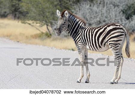 Stock Image - Burchell's zebra (Equus burchelli), foal, standing in the middle of a gravel road, Etosha National Park, Namibia, Africa. Fotosearch