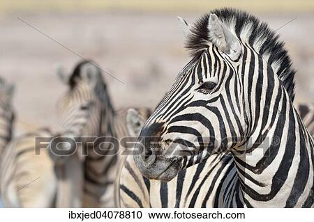 Stock Image - Burchell's Zebra (Equus burchelli), Etosha National Park, Namibia, Africa. Fotosearch