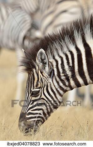 Burchell's Zebra (Equus burchelli), foal, grazing, Etosha National Park, Namibia, Africa View Large Photo Image Stock Image - Burchell's Zebra (Equus burchelli), foal, grazing, Etosha National Park, Namibia, Africa. Fotosearch