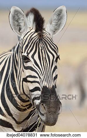 Burchell's Zebra (Equus burchelli), feeding on dry grass, Etosha National Park, Namibia, Africa View Large Photo Image Stock Image - Burchell's Zebra (Equus burchelli), feeding on dry grass, Etosha National Park, Namibia, Africa. Fotosearch
