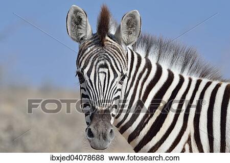 Burchell's zebra (Equus burchelli), closeup of a foal, Etosha National Park, Namibia, Africa View Large Photo Image Stock Photo - Burchell's zebra (Equus burchelli), closeup of a foal, Etosha National Park, Namibia, Africa. Fotosearch
