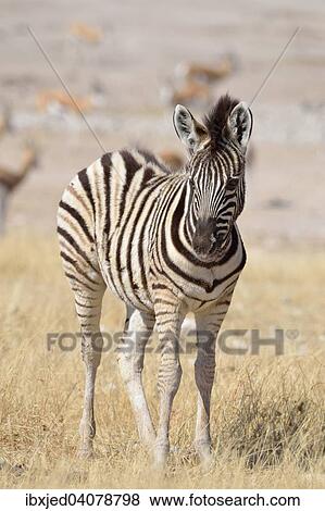 Burchell's Zebra (Equus burchelli), foal standing in dry grass, Etosha National Park, Namibia, Africa View Large Photo Image Stock Photo - Burchell's Zebra (Equus burchelli), foal standing in dry grass, Etosha National Park, Namibia, Africa. Fotosearch