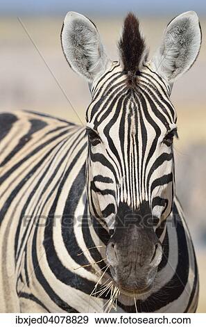 Burchell's Zebra (Equus burchelli), feeding on dry grass, Etosha National Park, Namibia, Africa View Large Photo Image Stock Photo - Burchell's Zebra (Equus burchelli), feeding on dry grass, Etosha National Park, Namibia, Africa. Fotosearch