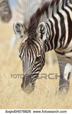 Burchell's Zebra (Equus burchelli), foal, grazing, Etosha National Park, Namibia, Africa View Large Photo Image Stock Photograph - Burchell's Zebra (Equus burchelli), foal, grazing, Etosha National Park, Namibia, Africa. Fotosearch