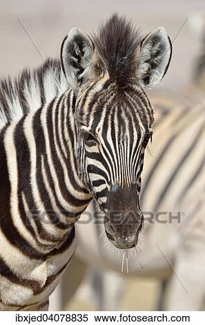 Burchell's Zebra (Equus burchelli), foal feeding on dry grass, Etosha National Park, Namibia, Africa View Large Photo Image Stock Photography - Burchell's Zebra (Equus burchelli), foal feeding on dry grass, Etosha National Park, Namibia, Africa. Fotosearch