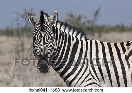 Stock Photo - Burchell's zebra (Equus burchellii), Etosha National Park, Namibia, Africa. Fotosearch