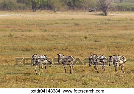Burchell's Zebra (Equus quagga burchelli), walking towards the Chobe River, Chobe National Park, Botswana, Africa View Large Photo Image Picture - Burchell's Zebra (Equus quagga burchelli), walking towards the Chobe River, Chobe National Park, Botswana, Africa. Fotosearch