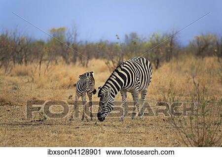 Burchell's Zebra (Equus quagga burchelli), female with foal, Kruger National Park, South Africa, Africa View Large Photo Image Stock Image - Burchell's Zebra (Equus quagga burchelli), female with foal, Kruger National Park, South Africa, Africa. Fotosearch