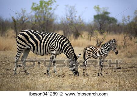 Burchell's Zebra (Equus quagga burchelli), female with foal, Kruger National Park, South Africa, Africa View Large Photo Image Stock Image - Burchell's Zebra (Equus quagga burchelli), female with foal, Kruger National Park, South Africa, Africa. Fotosearch