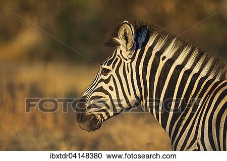 Stock Image - Burchell's Zebra (Equus quagga burchelli), close-up, Okavango Delta, Moremi Game Reserve, Botswana, Africa. Fotosearch