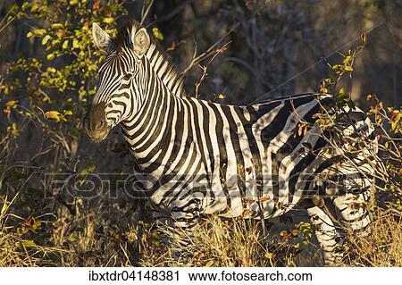 Burchell's Zebra (Equus quagga burchelli) between bushes, Okavango Delta, Moremi Game Reserve, Botswana, Africa View Large Photo Image Stock Image - Burchell's Zebra (Equus quagga burchelli) between bushes, Okavango Delta, Moremi Game Reserve, Botswana, Africa. Fotosearch