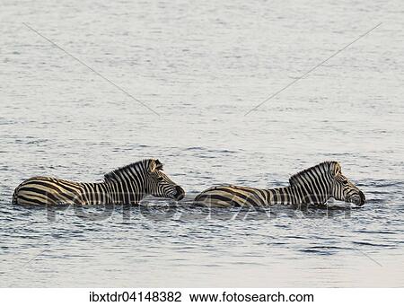 Burchell's Zebra (Equus quagga burchelli) in the water, crossing the Chobe River, Chobe National Park, Botswana, Africa View Large Photo Image Stock Image - Burchell's Zebra (Equus quagga burchelli) in the water, crossing the Chobe River, Chobe National Park, Botswana, Africa. Fotosearch