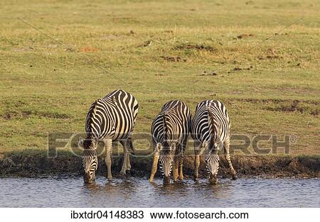 Burchell's Zebra (Equus quagga burchelli), drinking at the Chobe River, Chobe National Park, Botswana, Africa View Large Photo Image Stock Image - Burchell's Zebra (Equus quagga burchelli), drinking at the Chobe River, Chobe National Park, Botswana, Africa. Fotosearch