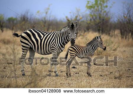 Burchell's Zebra (Equus quagga burchelli), female with foal, Kruger National Park, South Africa, Africa View Large Photo Image Stock Photo - Burchell's Zebra (Equus quagga burchelli), female with foal, Kruger National Park, South Africa, Africa. Fotosearch
