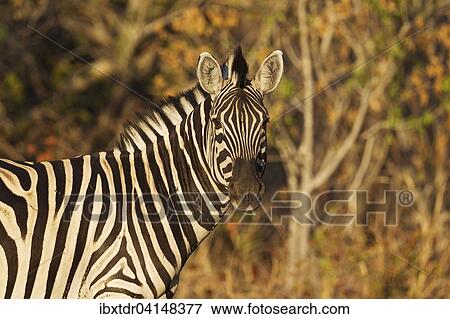 Stock Photo - Burchell's Zebra (Equus quagga burchelli), close-up, Okavango Delta, Moremi Game Reserve, Botswana, Africa. Fotosearch