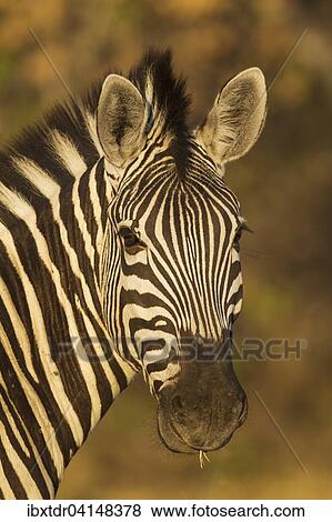 Burchell's Zebra (Equus quagga burchelli), close-up, Okavango Delta, Moremi Game Reserve, Botswana, Africa View Large Photo Image Stock Photo - Burchell's Zebra (Equus quagga burchelli), close-up, Okavango Delta, Moremi Game Reserve, Botswana, Africa. Fotosearch