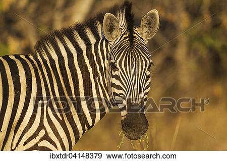 Burchell's Zebra (Equus quagga burchelli), close-up, Okavango Delta, Moremi Game Reserve, Botswana, Africa View Large Photo Image Stock Photo - Burchell's Zebra (Equus quagga burchelli), close-up, Okavango Delta, Moremi Game Reserve, Botswana, Africa. Fotosearch
