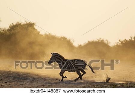 Burchell's Zebra (Equus quagga burchelli), has been unsuccessfully chased, Chobe National Park, Botswana, Africa View Large Photo Image Stock Photo - Burchell's Zebra (Equus quagga burchelli), has been unsuccessfully chased, Chobe National Park, Botswana, Africa. Fotosearch