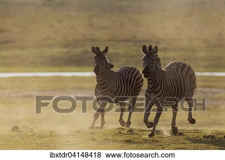 Burchell's Zebra (Equus quagga burchelli), have been unsuccessfully chased, Chobe National Park, Botswana, Africa View Large Photo Image Stock Photo - Burchell's Zebra (Equus quagga burchelli), have been unsuccessfully chased, Chobe National Park, Botswana, Africa. Fotosearch