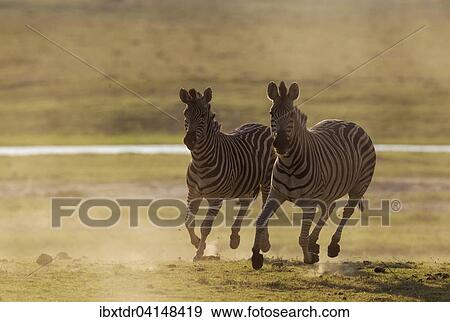 Burchell's Zebra (Equus quagga burchelli), have been unsuccessfully chased, Chobe National Park, Botswana, Africa View Large Photo Image Stock Photo - Burchell's Zebra (Equus quagga burchelli), have been unsuccessfully chased, Chobe National Park, Botswana, Africa. Fotosearch