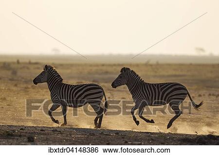 Burchell's Zebra (Equus quagga burchelli), have been unsuccessfully chased, Chobe National Park, Botswana, Africa View Large Photo Image Stock Photograph - Burchell's Zebra (Equus quagga burchelli), have been unsuccessfully chased, Chobe National Park, Botswana, Africa. Fotosearch