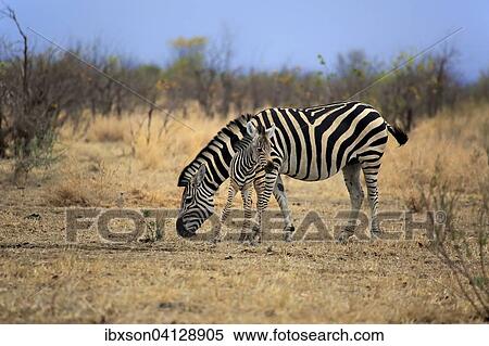 Burchell's Zebra (Equus quagga burchelli), female with foal, Kruger National Park, South Africa, Africa View Large Photo Image Stock Photography - Burchell's Zebra (Equus quagga burchelli), female with foal, Kruger National Park, South Africa, Africa. Fotosearch