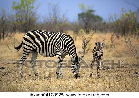 Stock Photography - Burchell's Zebra (Equus quagga burchelli), female with foal, Kruger National Park, South Africa, Africa. Fotosearch